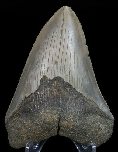 Megalodon Tooth - North Carolina #67133